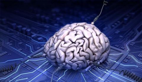 Brain