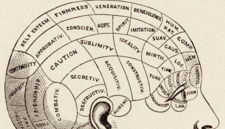 Brain Shape