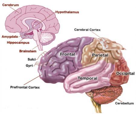 brain 
